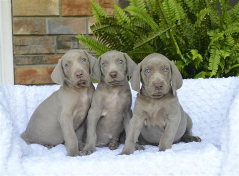 wyman reiner|25 cute Weimaraner puppies for sale .